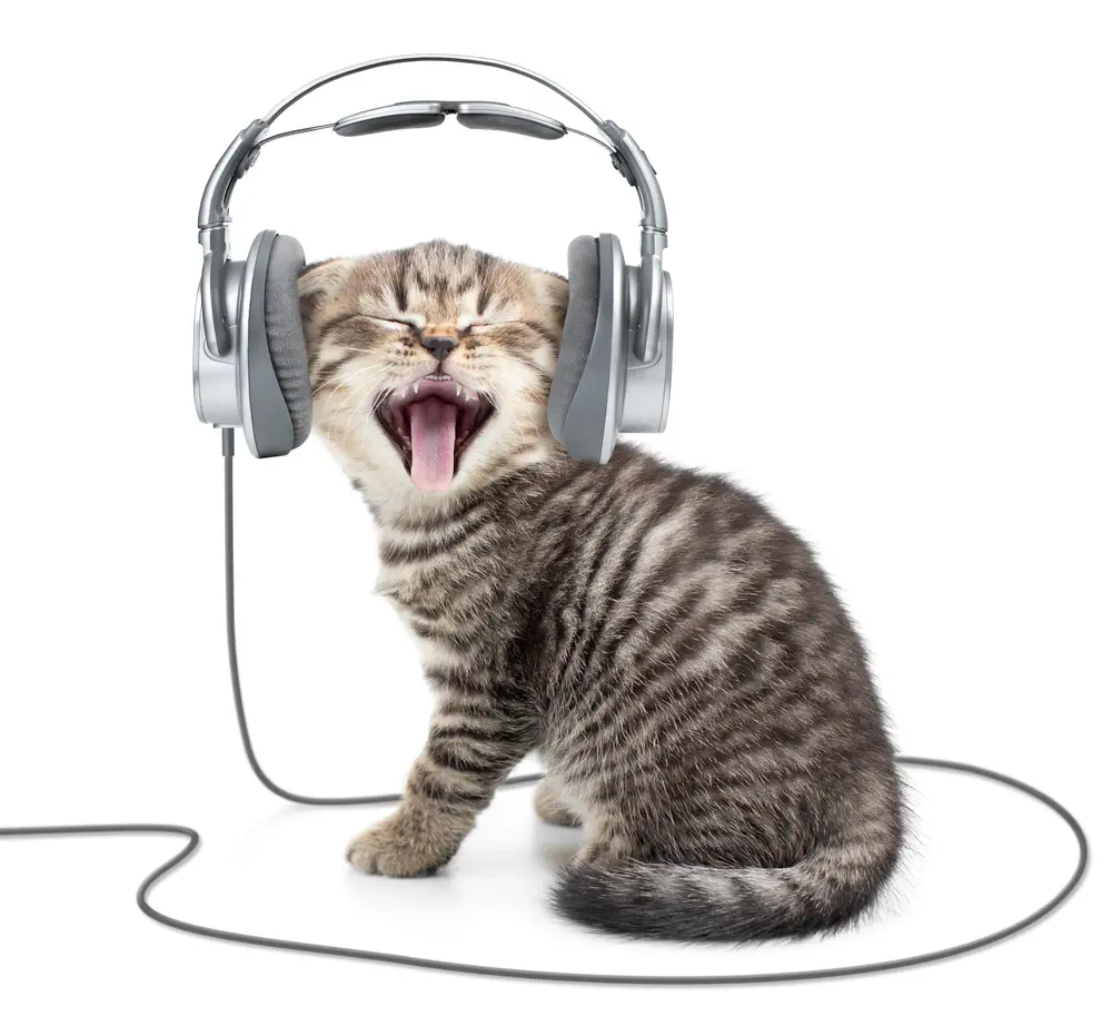 Singing kitten cat in wired headphones listening to music